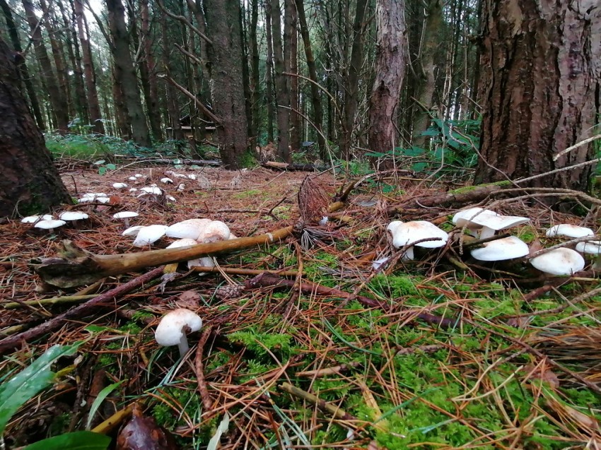 Images for Land lying to the west of Moss Lane, Holme